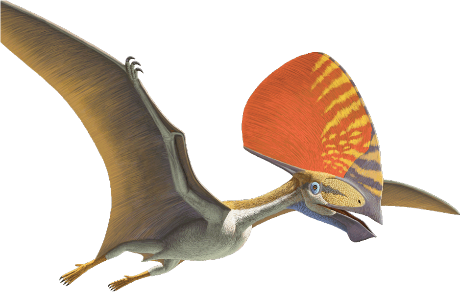 Nhm Nhm Nhm Nhm - Flying Dinosaur With Crest On Head Clipart (1024x1365), Png Download