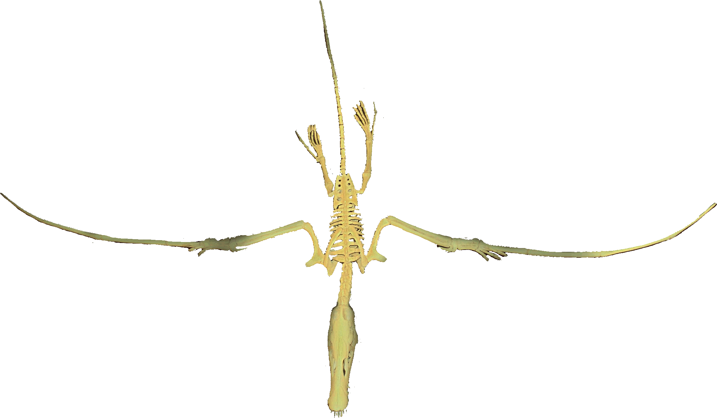 Dorygnathus Flying Clean - Earwigs Clipart (2282x1424), Png Download