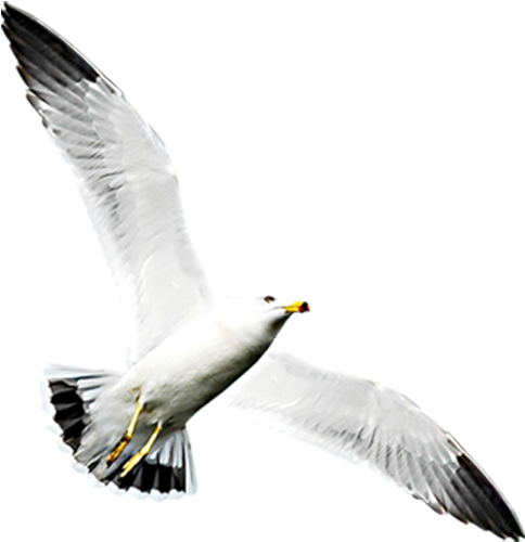 Png Image With Transparent Background - Gaviota Al Vuelo Png Clipart (800x800), Png Download