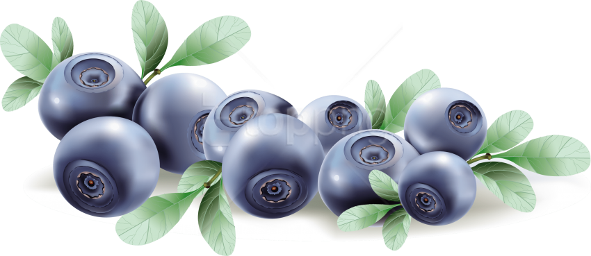 Free Png Download Blueberries Clipart Png Photo Png - Blueberry Vector Transparent Png (850x369), Png Download