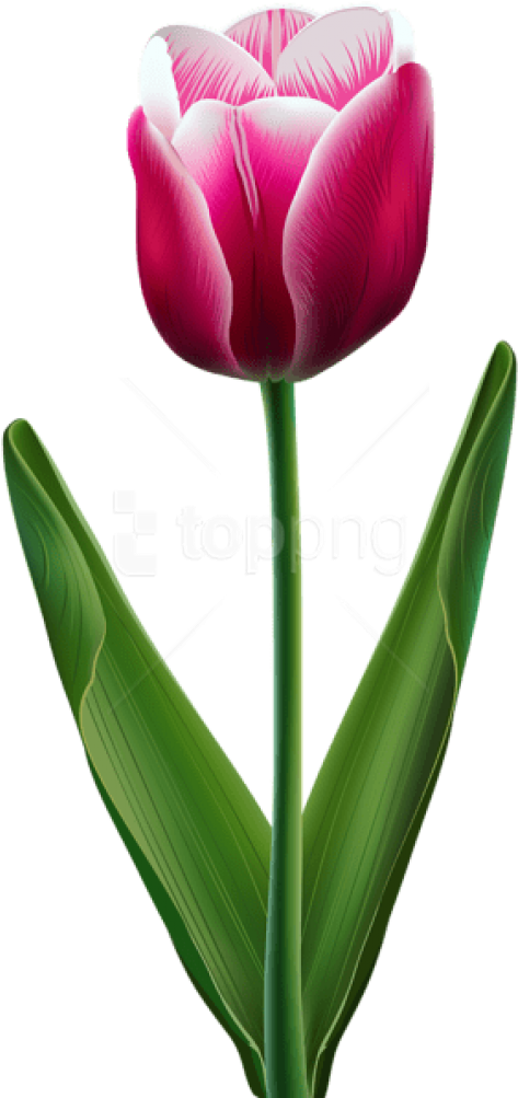 Free Png Download Beautiful Tulip Transparent Png Images - Cliparts Of Tulip Flowers (480x1007), Png Download