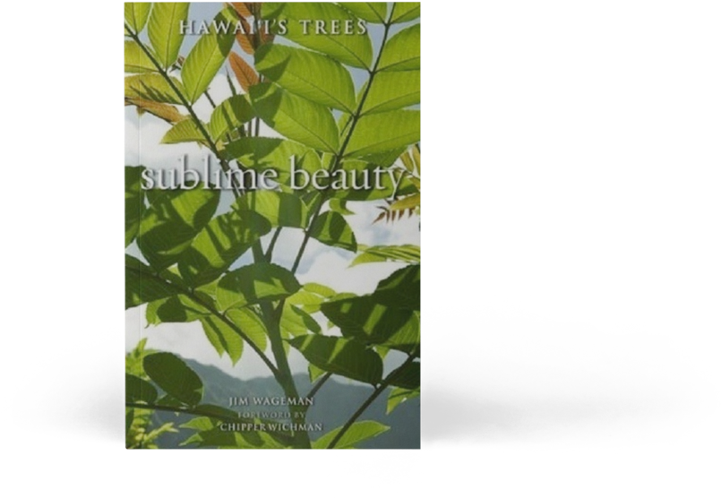 Maidenhair Tree Clipart (1024x768), Png Download