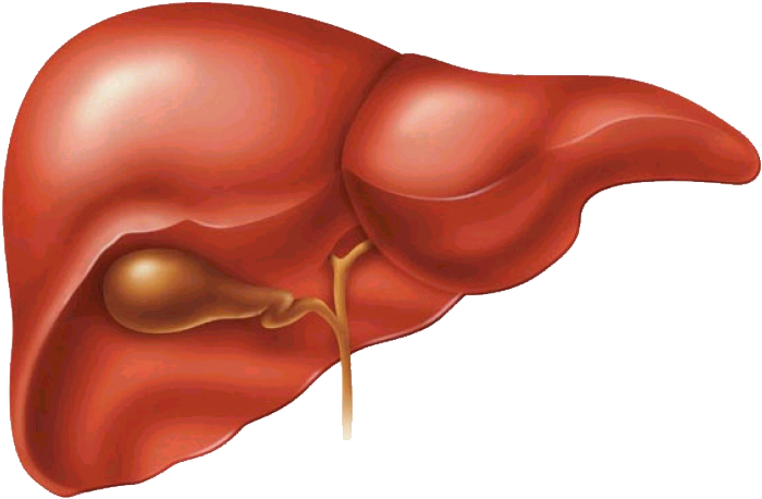 Higado Png - Liver Does Clipart (1008x681), Png Download