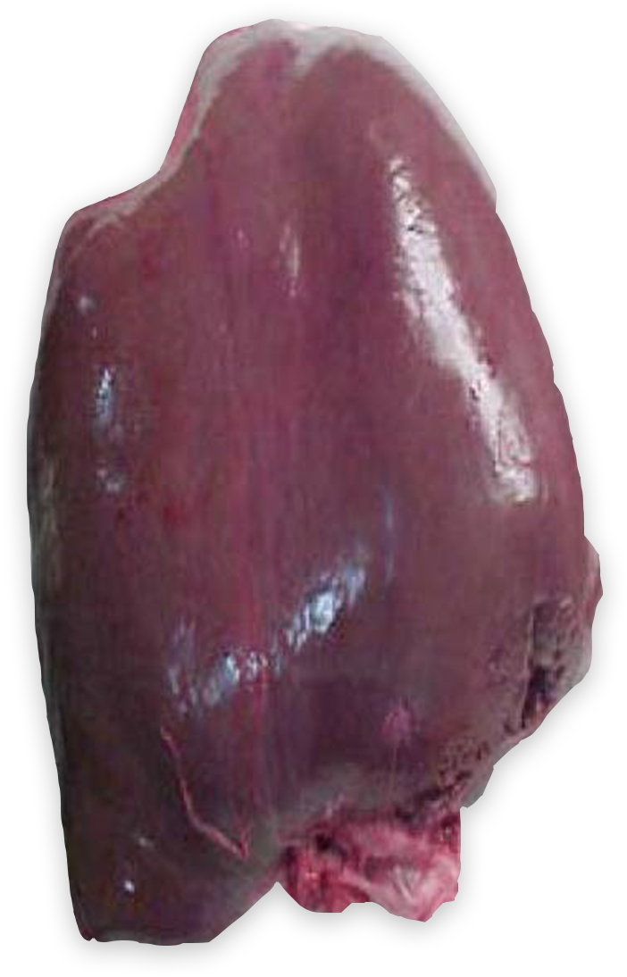 Venison Clipart (1280x1280), Png Download