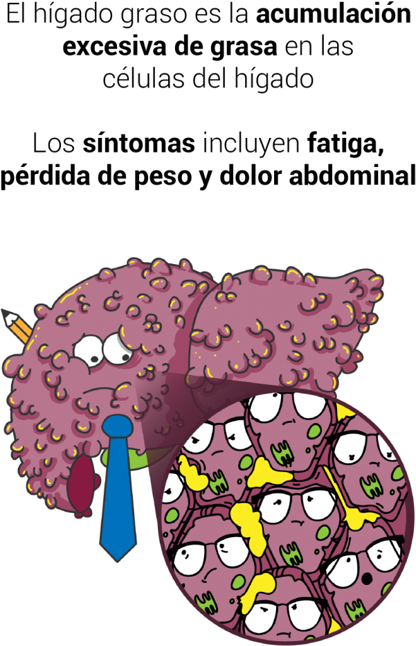 Hígado Graso - Cartoon Clipart (683x1024), Png Download