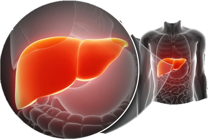 Estas Son Sus Funciones Primordiales, Entre Muchas - Para Que Sirve La Hoja De Papaya Seca Clipart (782x491), Png Download