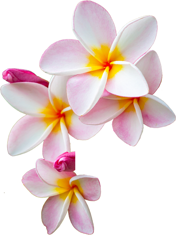 Sign Up For Our Newsletter - Frangipani Flower Transparent Png Clipart (601x801), Png Download