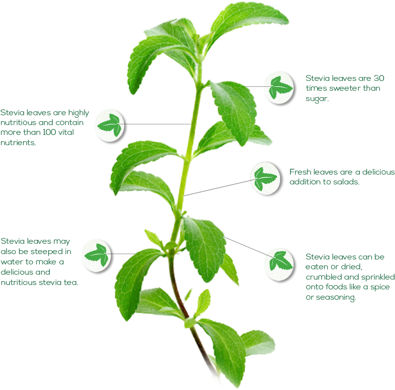 Is Stevia Healthy And A Good Alternative Sweetener - Stevia Rebaudiana Bertoni Clipart (878x798), Png Download