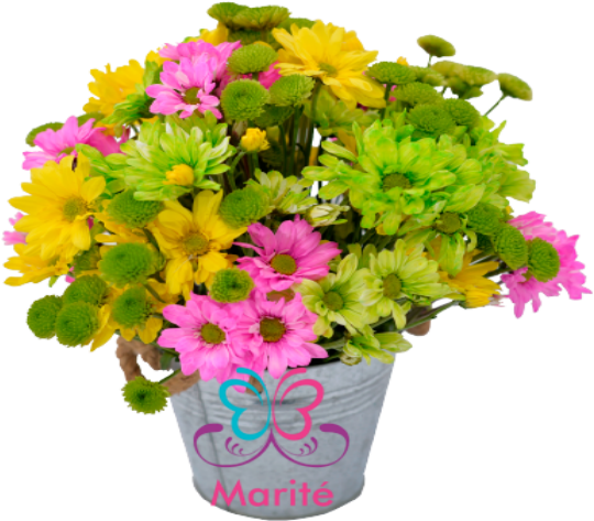 Envio De Flores A Domicilio - African Daisy Clipart (640x480), Png Download