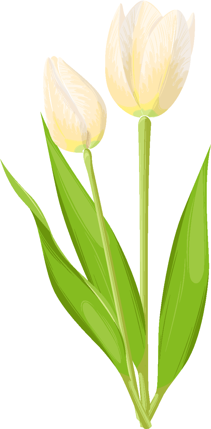 Flores Pintadas A Mano Capullos De Elementos Diseño - Sprenger's Tulip Clipart (2001x2001), Png Download