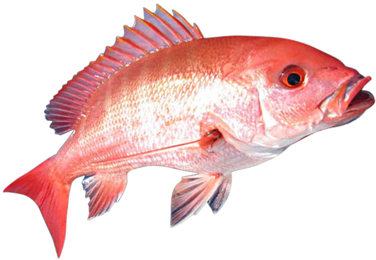 2 Gulf States - Red Snapper Fish Png Clipart (986x555), Png Download