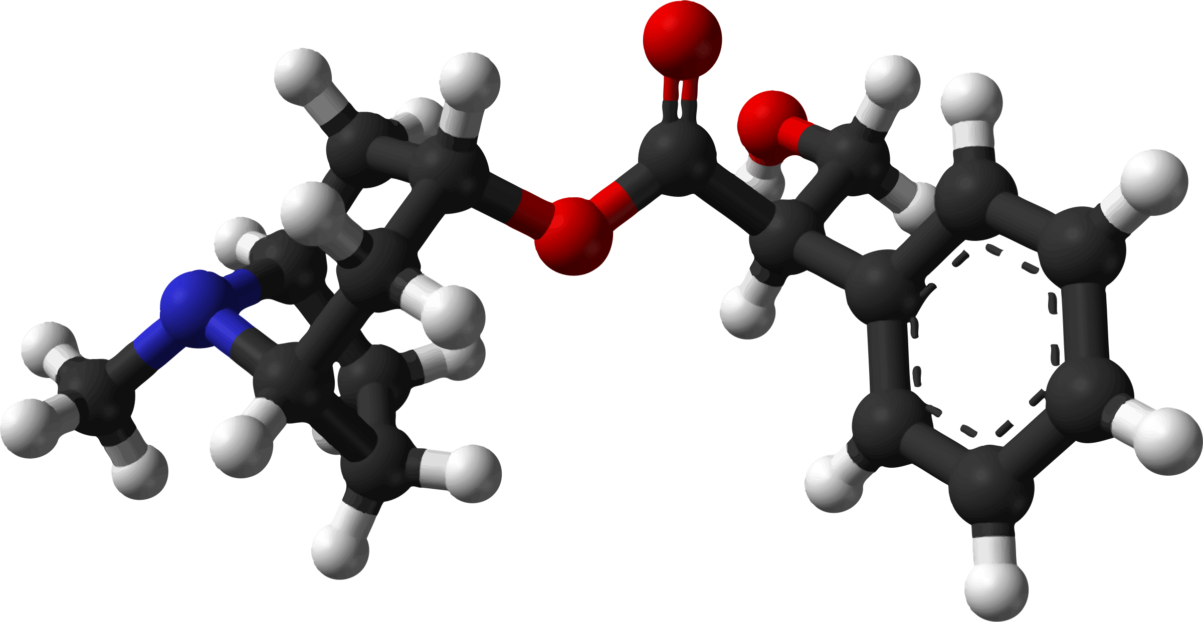 3d Model Of Molecules Vector Clipart Image - Molecule Atropine - Png Download (2400x1242), Png Download