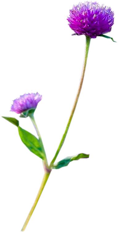 Flowers - Purple Clover - China Aster Clipart (470x850), Png Download