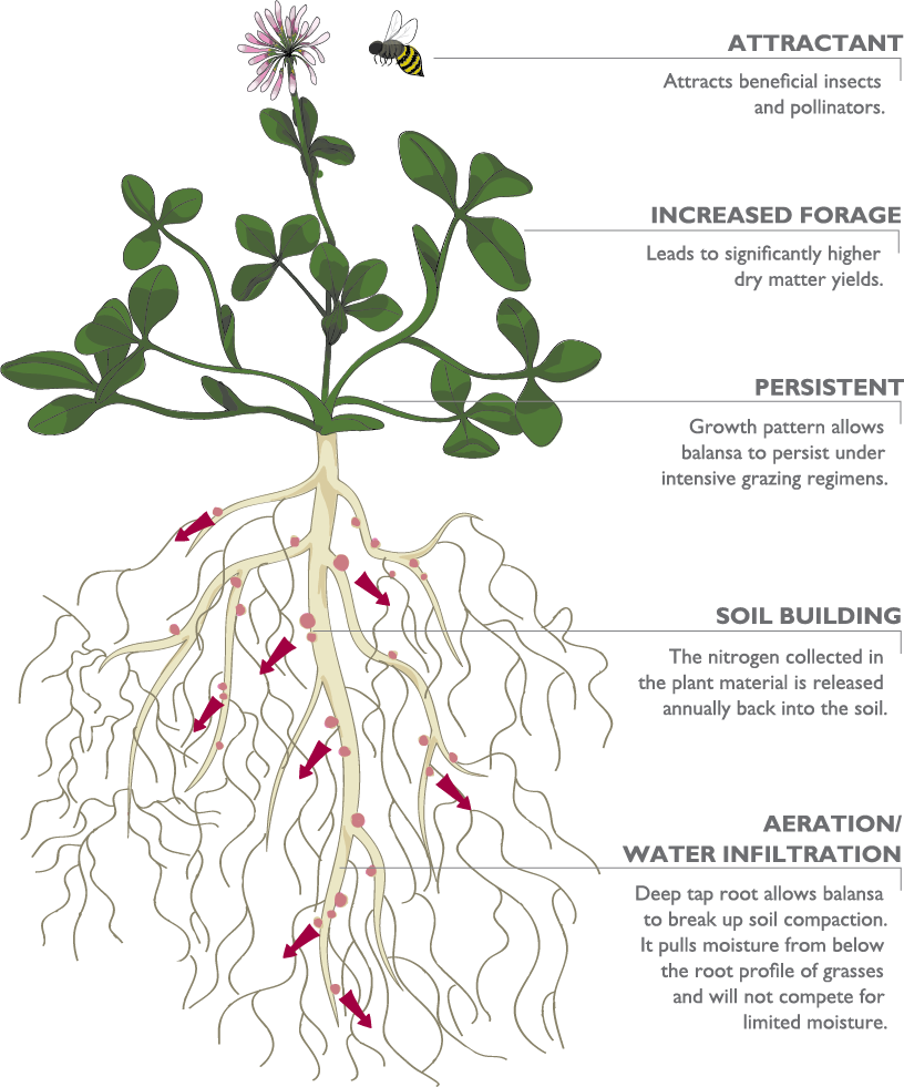 You May Have Heard About The Explosive Growth Of Fixation - Plant Roots Soil Infiltration Clipart (816x981), Png Download