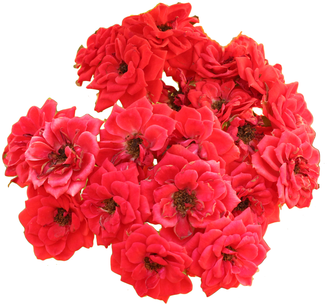 Flores Brancas Rosas Vermelhas - Bouquet Clipart (1159x1098), Png Download