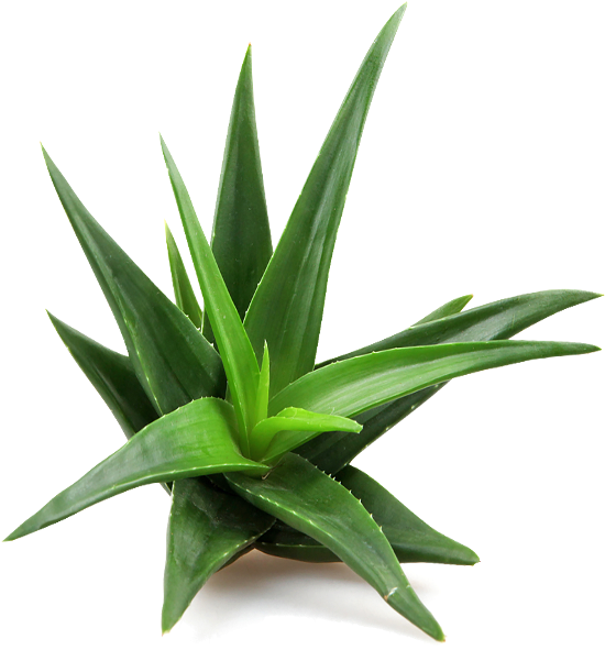 عرق آلوئه ورا - Aloe Vera Plant Top View Clipart (558x600), Png Download