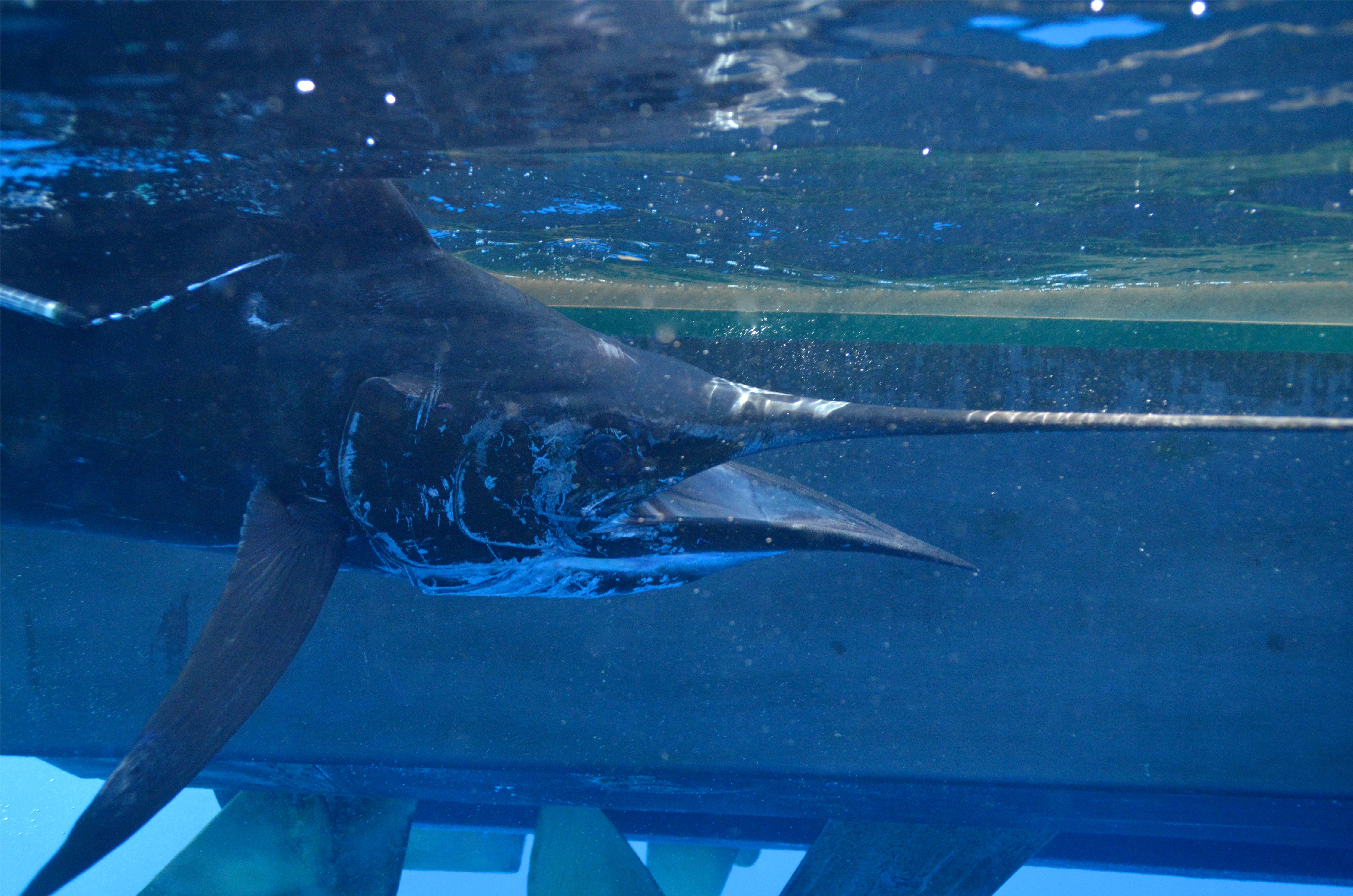 Nelson Ehrhardt, Ph Clipart (5280x2970), Png Download