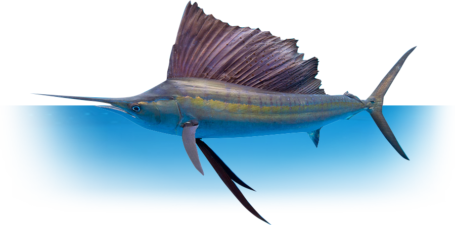 Whether You're Fishing With Family And Friends, Or - Atlantic Blue Marlin Clipart (900x446), Png Download