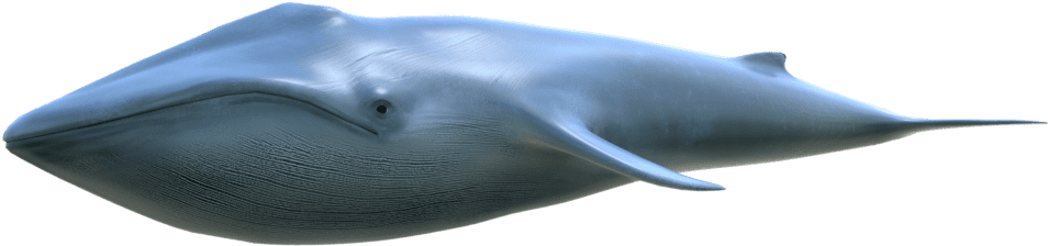 3d Modeling Inner Page - Blue Whale Clipart (1024x599), Png Download