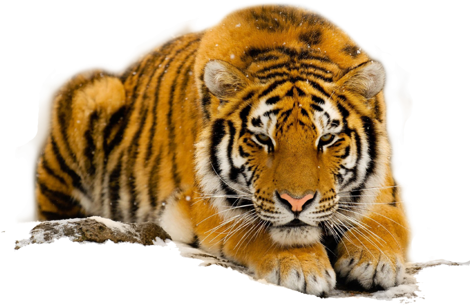 Free Download Species Of The South China Tiger - Orange Tigers With Blue Eyes Clipart (961x623), Png Download