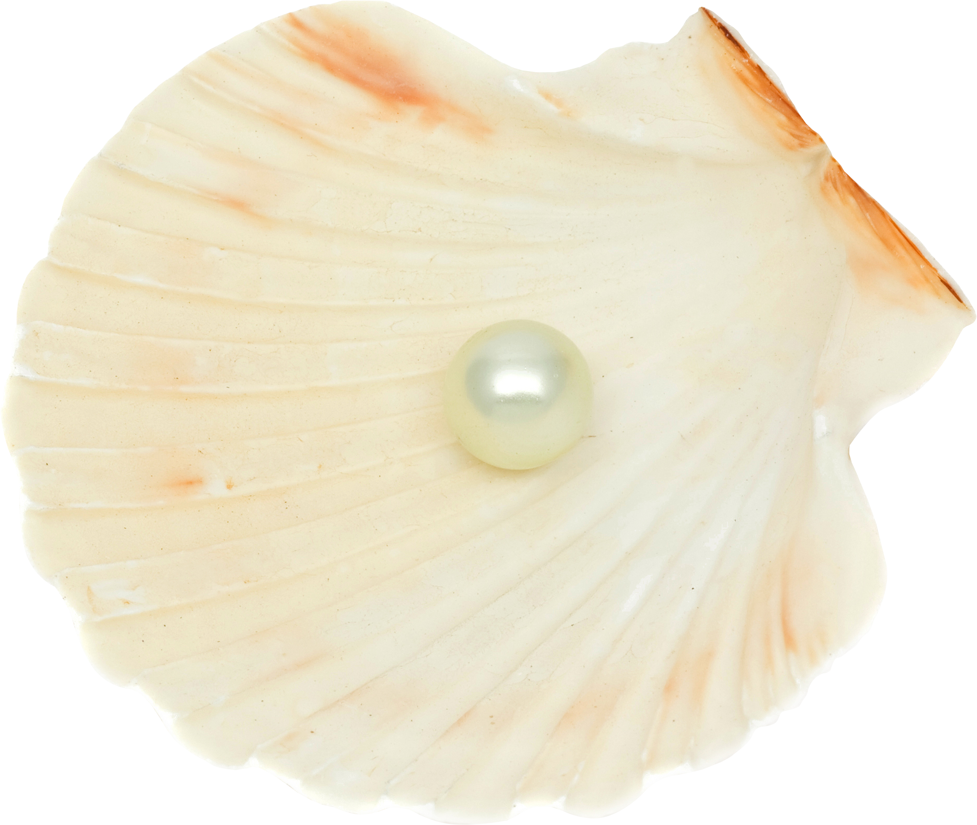 Seashell Png Clipart (3997x3376), Png Download