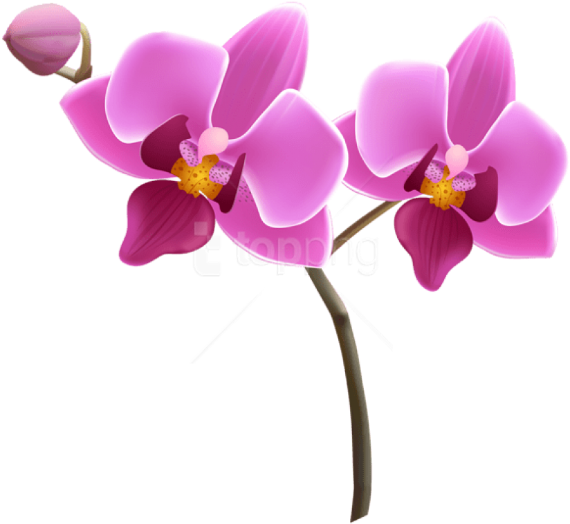 Free Png Download Purple Orchid Png Images Background - Orchid Flower Clipart Transparent Png (850x771), Png Download