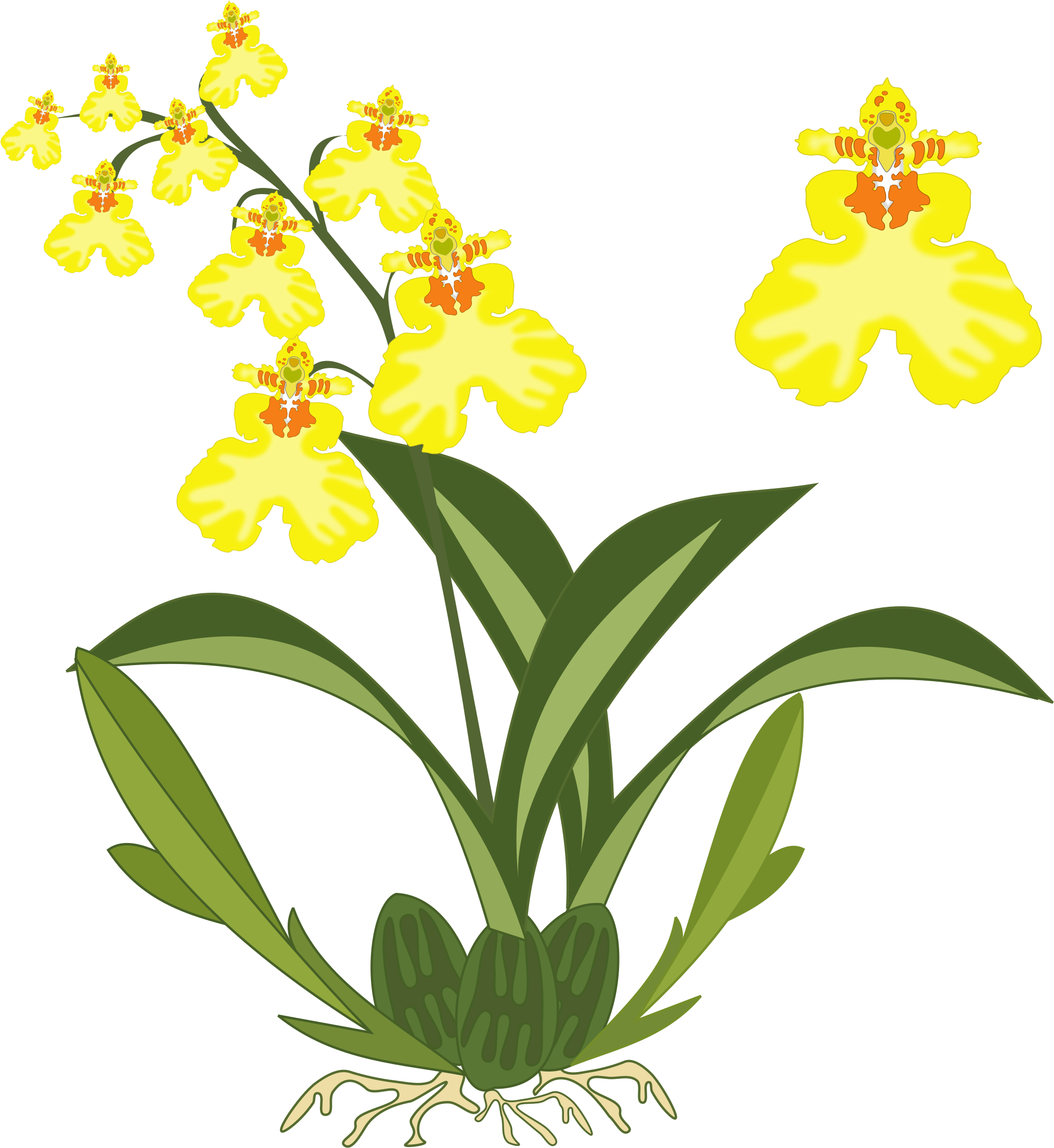 Banner Black And White Download Oncidium Big Image - Orchids Clipart - Png Download (2400x2400), Png Download