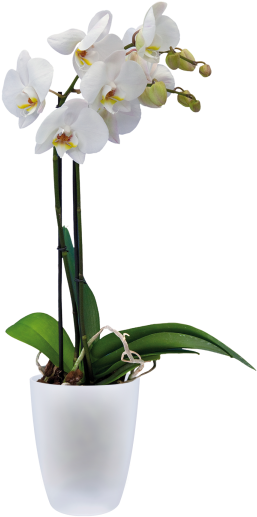 Home > Collection > Brussels Orchid High - Elho Brussels Orchid High 12,5cm Anthracite Planters Clipart (750x750), Png Download