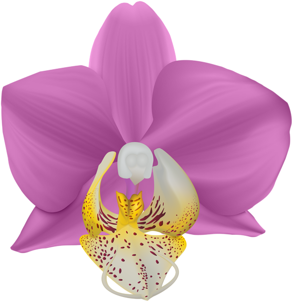 Art Images, Orchids, Clip Art, Flowers, Art Pictures, - Portable Network Graphics - Png Download (584x600), Png Download