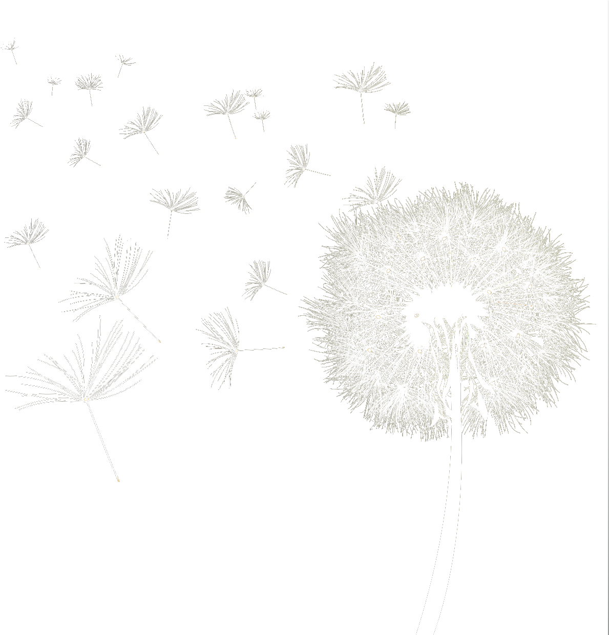 Dandelion Download Transparent Png Image - Transparent Dandelion Black And White Clipart (1238x1240), Png Download