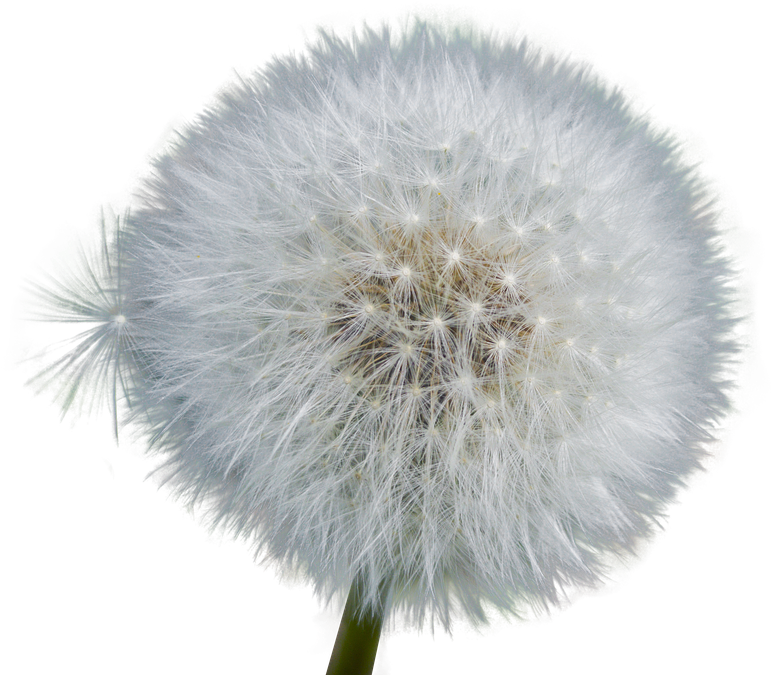Dandelion , Png Download - Dandelion Clipart (771x675), Png Download