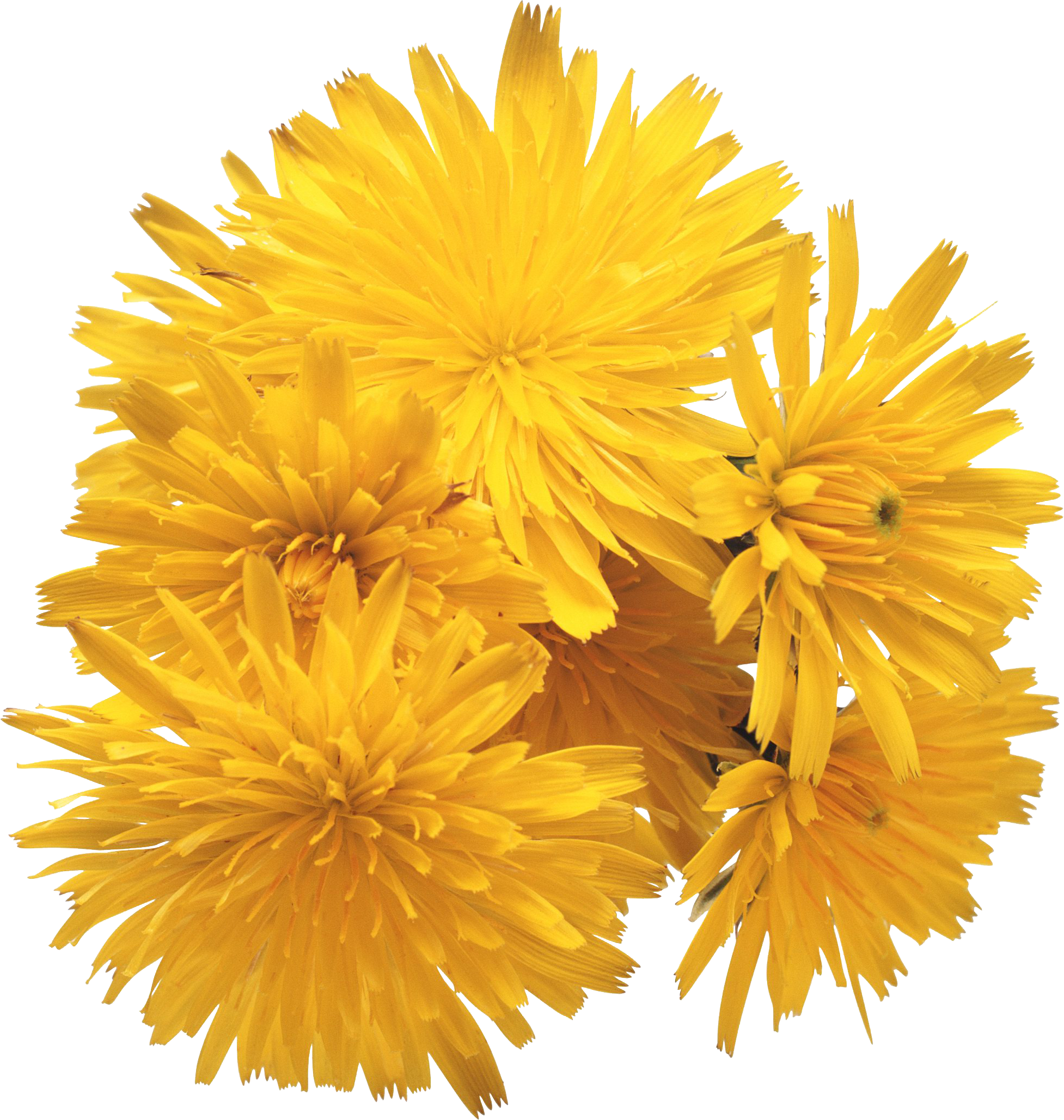 Dandelion Png - Love Songs Ray Conniff Clipart (1954x2057), Png Download