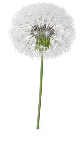 Colored Dandelion Png Transparent Image - Dandelion Png Clipart (600x600), Png Download