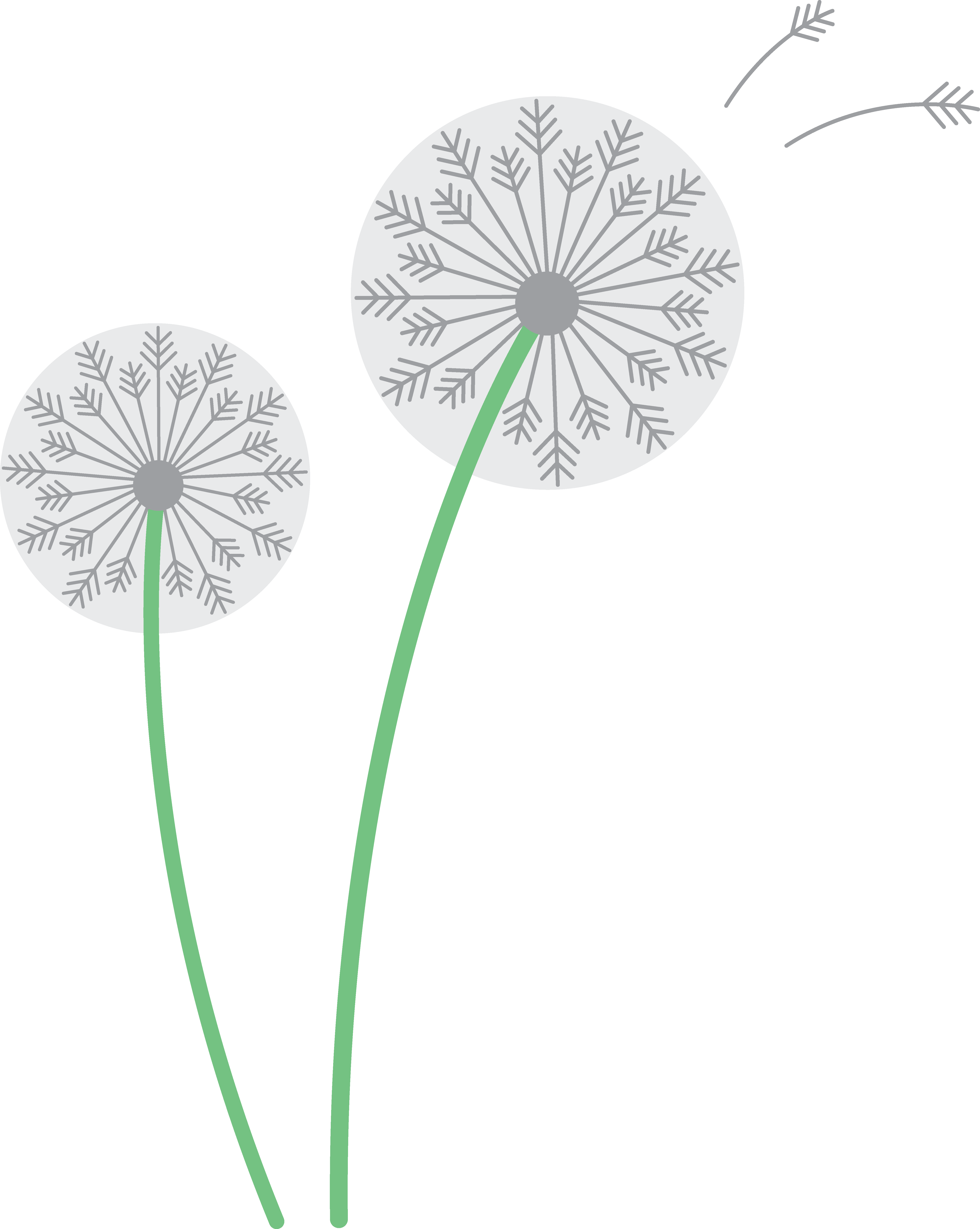 Dandelion White Clipart - Png Download (5277x6615), Png Download