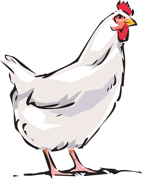 Cock, Animal, Farm - Polla Png Clipart (572x720), Png Download