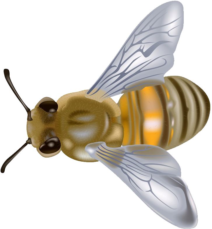 Order Payment - Apis Mellifera Desenho Clipart (749x800), Png Download