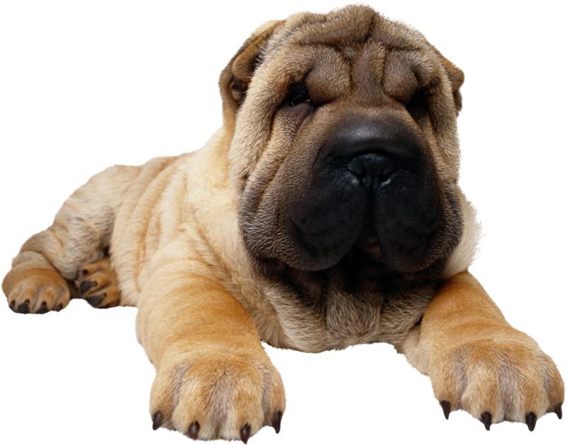 Dog Png, Download Png Image With Transparent Background, - Chow Chow Bulldog Clipart (800x629), Png Download