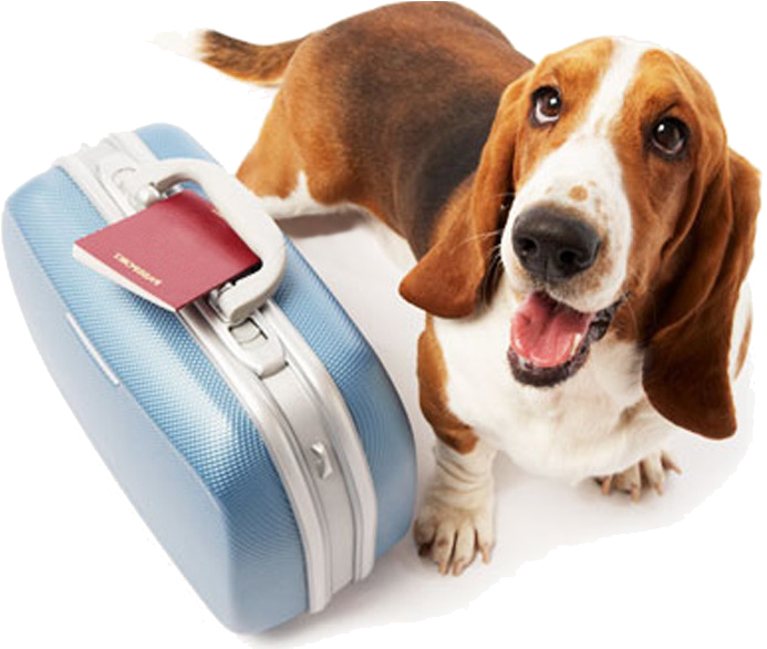 Consejos Para Viajar Con Mascotas - Dog Travel Clipart (751x585), Png Download