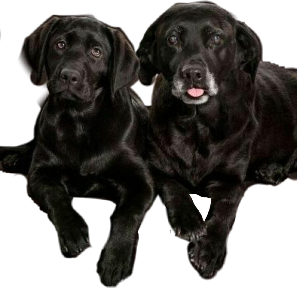 #dog #perros #labrador #mascotas#mascota - Cloning Clipart (1024x990), Png Download