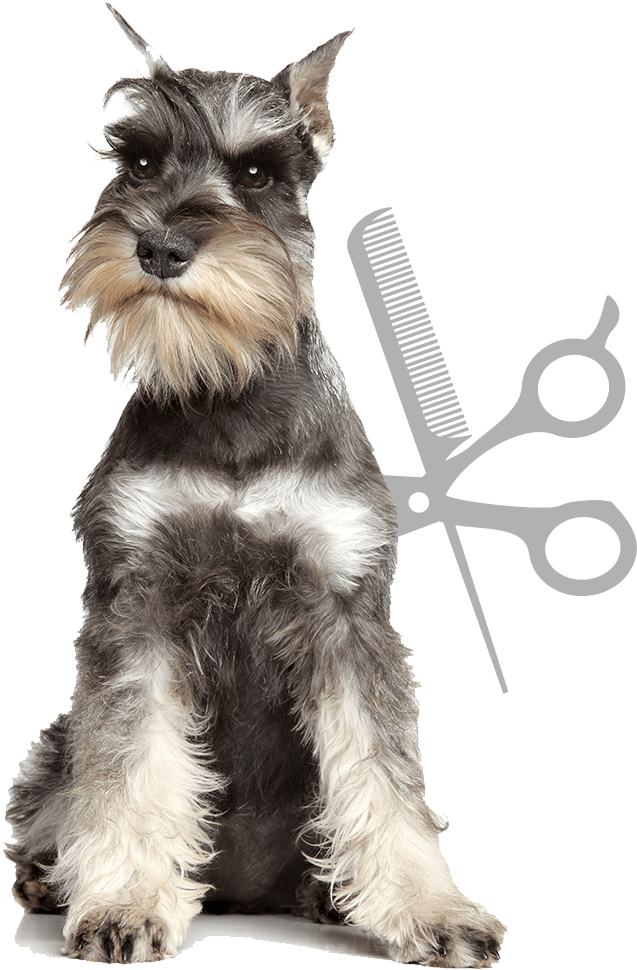 Artículos Para Mascotas - Dog Breed With A Mustache Clipart (637x970), Png Download