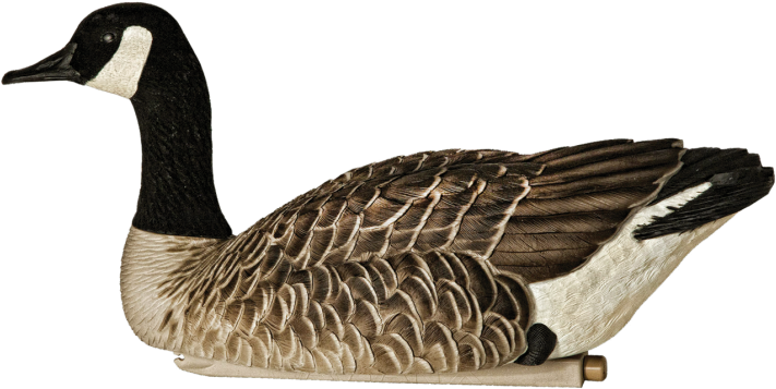 Avian-x Topflight Canada Goose Floater 4 Pack - Plastic Goose Hunting Clipart (736x460), Png Download