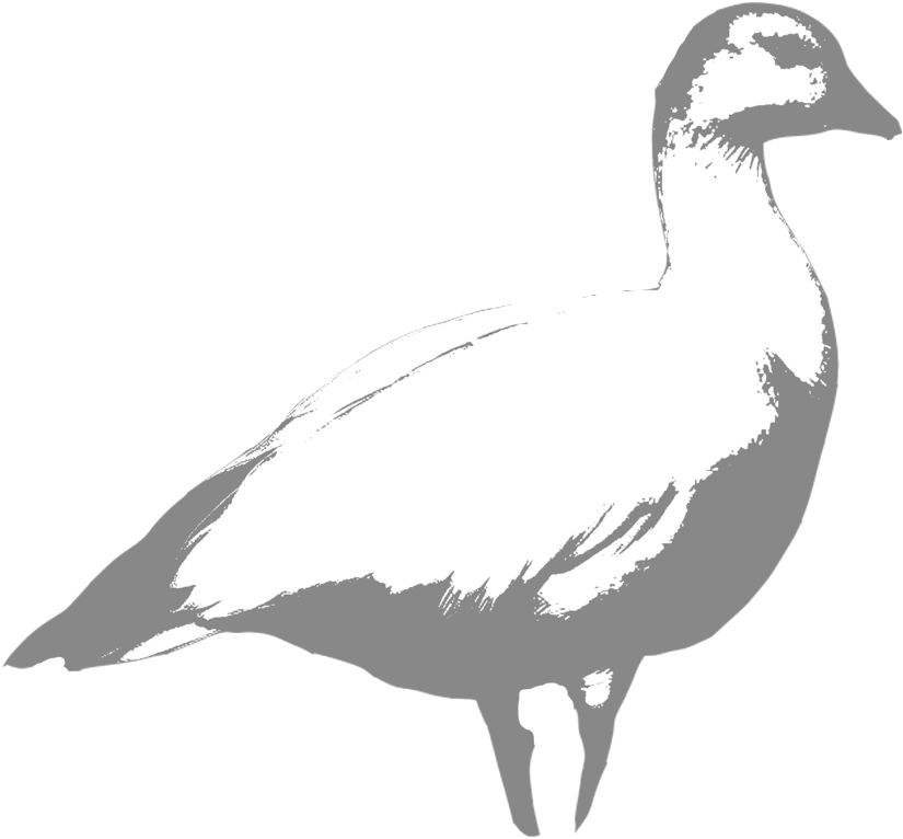 Ross - Bufflehead Clipart (1000x1000), Png Download