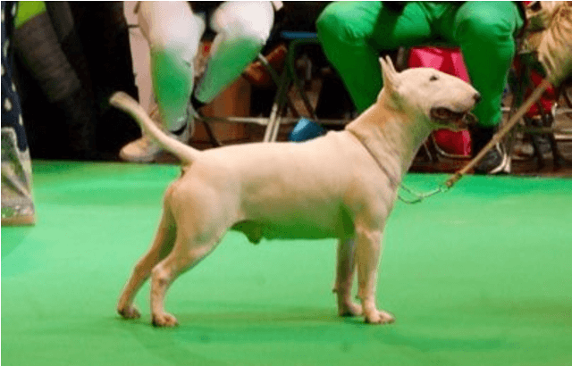 Vandret4 Lodret4 - Bull Terrier (miniature) Clipart (880x556), Png Download