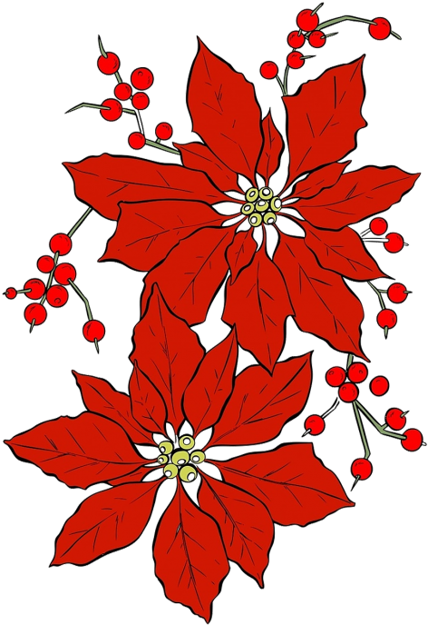Poinsettia,christmas,red Flower,seasonal,isolated - Poinsettia Christmas Flowers Clipart (500x691), Png Download