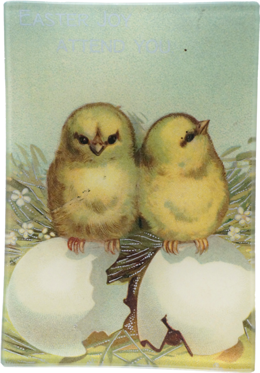 Barn Owl Clipart (800x800), Png Download