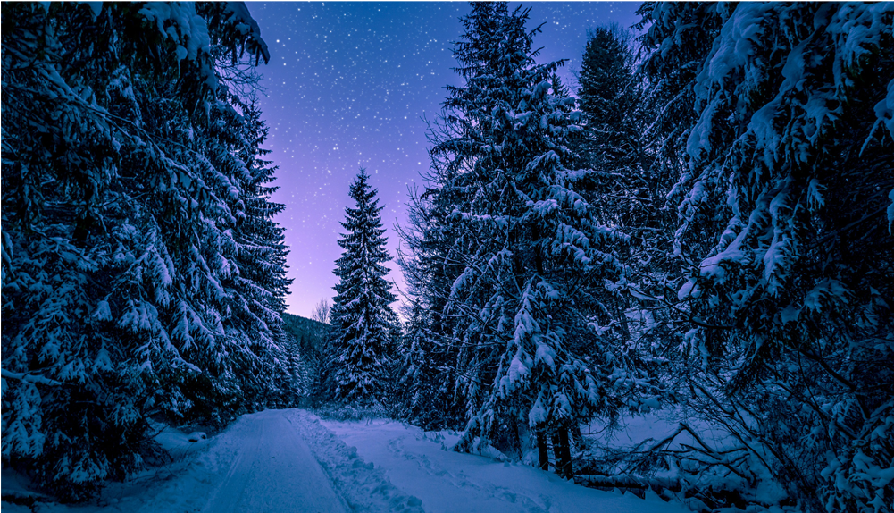 Score 50% - Night Forest Wallpaper Hd Clipart (1000x1000), Png Download