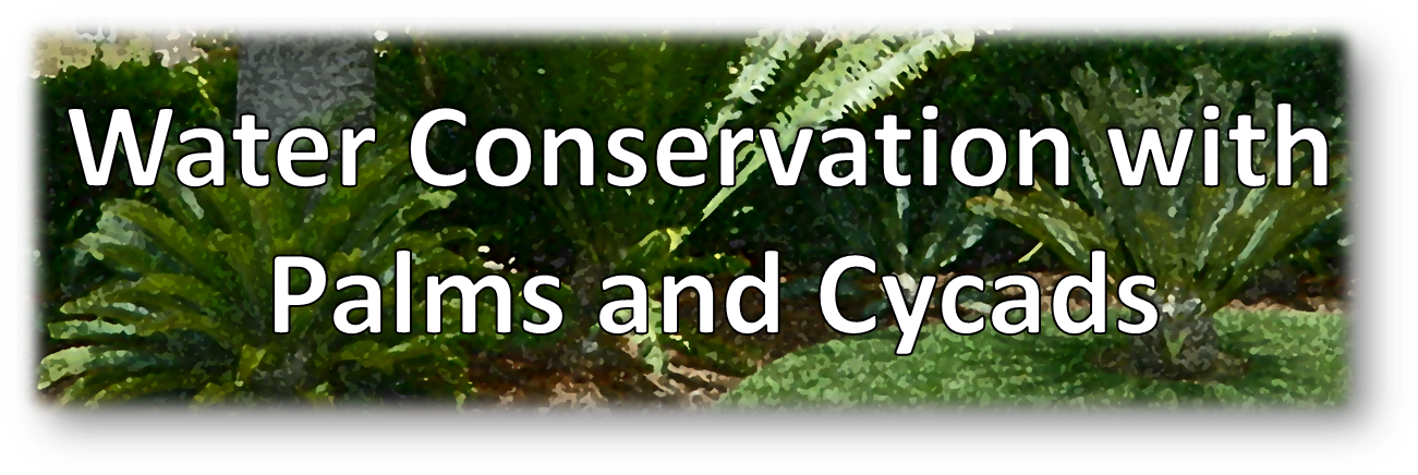 Thuya Clipart (1336x471), Png Download