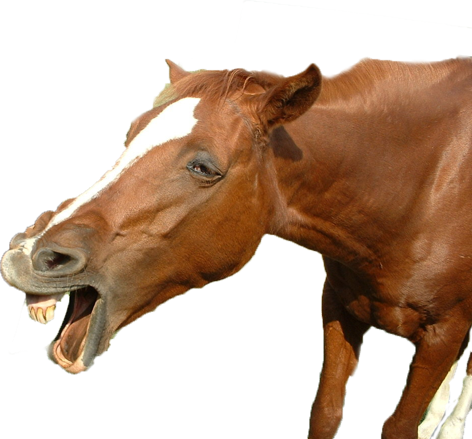 Funny Horse Png - Funny Horse Pictures Png Clipart (935x869), Png Download
