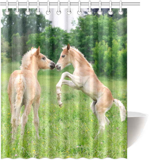Haflinger Horses Cute Funny Pony Foals Playing Horse - Shower Clipart (800x800), Png Download