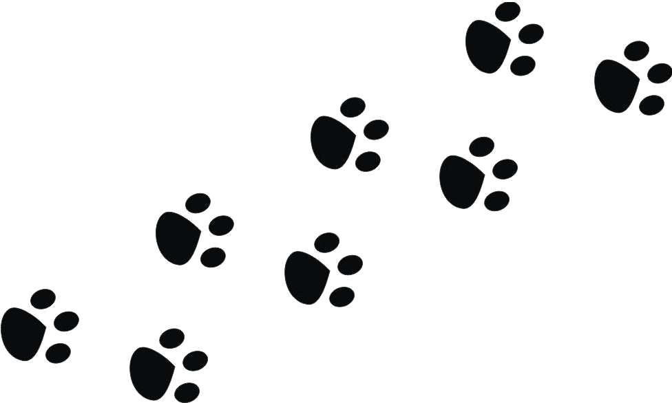 Bigode De Coelho Png Clipart (975x975), Png Download